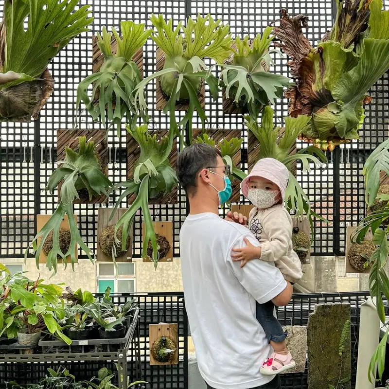 高雄景點｜老屋改造的鹿角蕨花園/超美的屋頂綠園/阿金的便秘花園