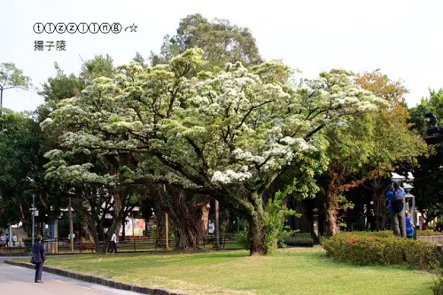 當年四月的天空下起了雪。二二八和平紀念公園。流蘇花開～