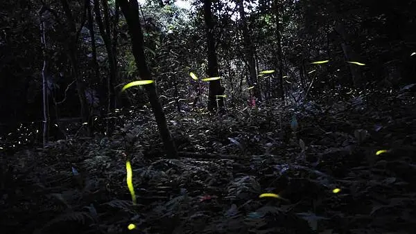 【台北景點】牛伯伯蝴蝶生態園-螢火蟲大爆發！不用爬到深山就可以看到滿山滿谷的螢火蟲聖地