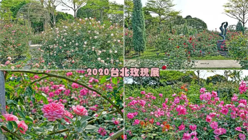 【台北景點】圓山捷運站～2020臺北玫瑰展，花博公園新生園區浪漫登場，培育至少700品種、2800餘株玫瑰，讓你相機手機拍好拍滿