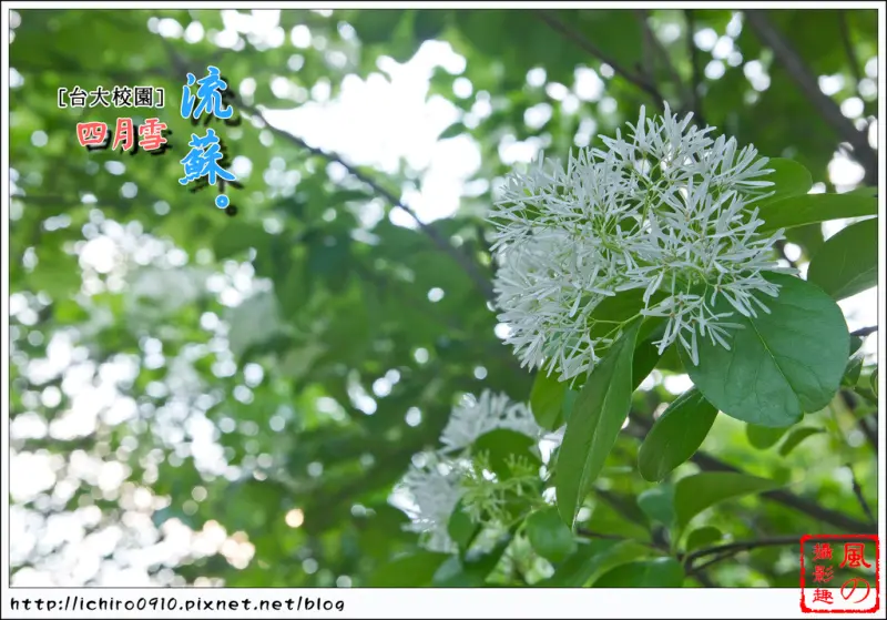 [賞花]【新店線公館站】台灣大學。賞四月雪流蘇花