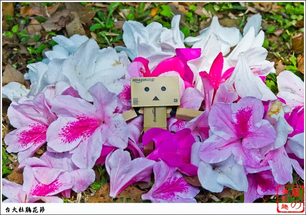 [活動]【新店線公館站】2013。台大杜鵑花節