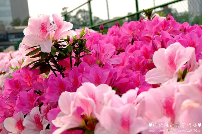 【台北-大安區】2016台大杜鵑花季