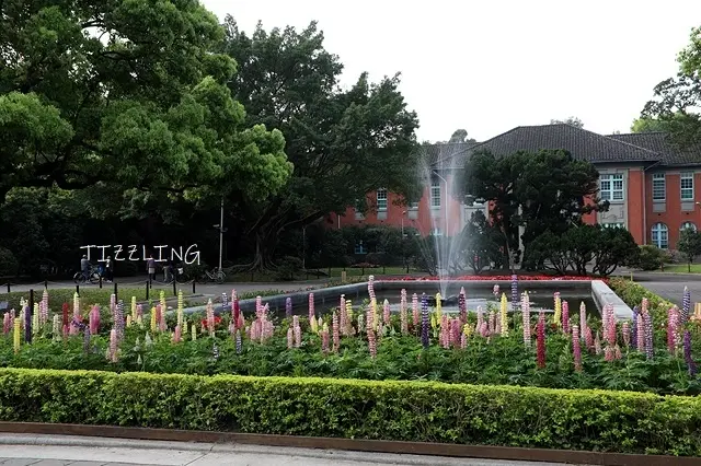 2021台大七彩魯冰花｜流蘇｜彩色海芋，慢騎YouBike 2.0漫步校園中～