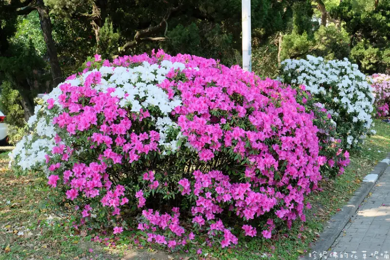 【台北-大安區】2021臺大杜鵑花節3/1-3/31
