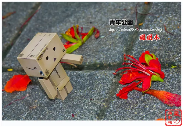 [賞花]【板南線西門站】青年公園。熱情似火の鳳凰木