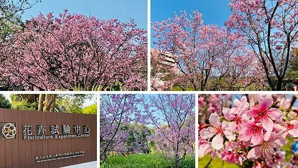 陽明山花季2021│台北花卉試驗中心│浪漫櫻花樹下野餐賞花│台北最佳賞櫻盛地│文大周邊美食(2021/2/21最新花況分享)