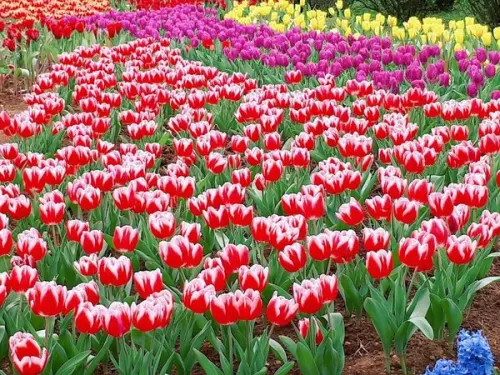 【台北士林花卉試驗中心】台版庫肯霍夫花園鬱金香花季/世紀最美的花季盛事/2018台北茶花展免費參觀