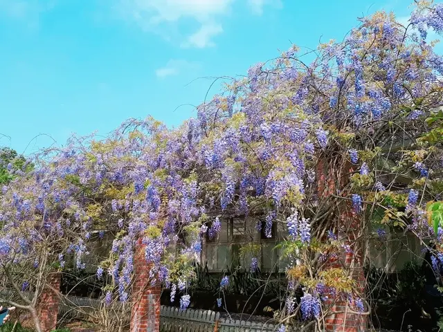 【台北花卉中心】2018陽明山花季/紫藤花隧道賞花秘境/感受浪漫陽明山花季盛事(2018/3/25最新花況)