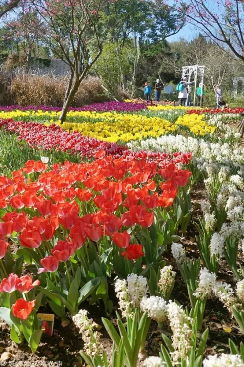 【台北-士林區】2021陽明山花季｜花卉試驗中心鬱金香花海