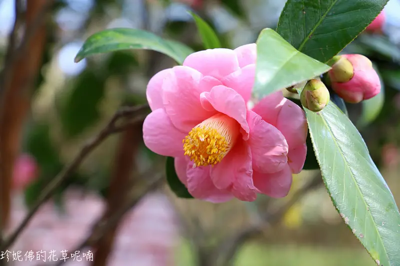 【台北-士林區】2020臺北茶花展 拜訪椿天 1/10-1/19｜花卉試驗中心