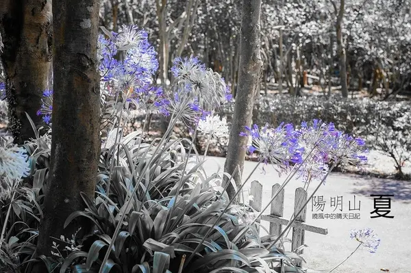 【台北 | 陽明山】享受夏季花開蝴蝶飛舞的免費熱門婚紗拍攝點 陽明山花卉試驗中心        
      