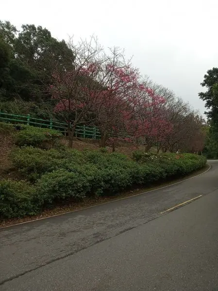 花季未到山櫻花先開了：陽明山花卉試驗中心
