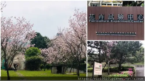 圓圓家出去玩-<台北士林>花卉試驗中心賞櫻花，浪漫婚紗聖地，昭和櫻盛開中，免費賞花景點!周圍美食推薦-景福館便宜韓食超好吃