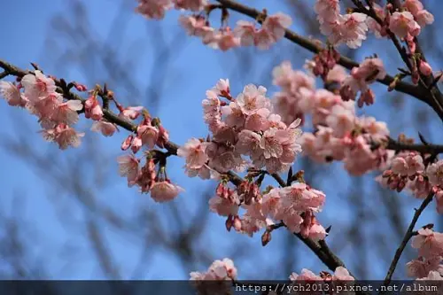 陽明山花卉試驗中心賞花行／百花爭艷，鬱金香、風信子、山茶花、梅花、櫻花都開了