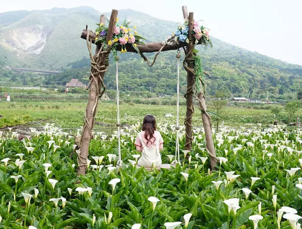 名陽匍休閒農莊minyangpu ♥ 2020陽明山海芋花況 ♥ 竹子湖海芋季 & 繡球花季 3／27～6／21開跑囉！♥ 台北郊外景點
