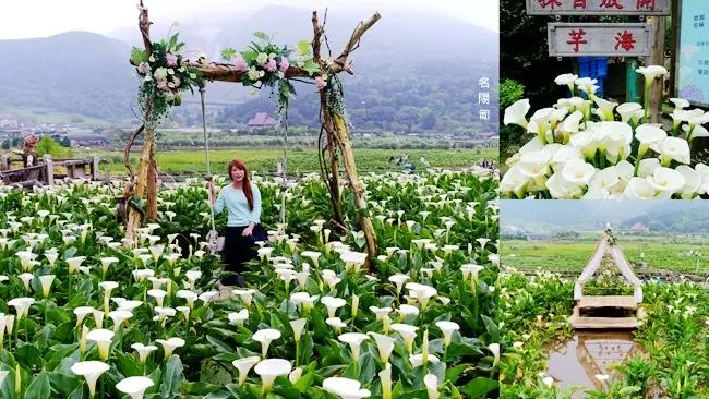 2019竹子湖海芋季 ▶ 名陽匍休閒農莊 ▶ 海芋田夢幻盪鞦韆 竹子湖超人氣IG打卡點 2019海芋季時間、公車資訊及最新花況