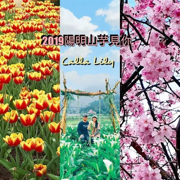 2019陽明山海芋季【名陽匍休閒農莊】竹子湖最美海芋夢幻場景花鞦韆、三角木屋/一次欣賞櫻花、海芋、鬱金香同時盛開美極了