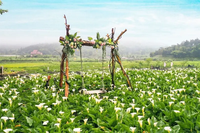 【台北竹子湖 | 景點】坐上花之鞦韆，輕柔擺盪於潔白的海芋花田❀名陽匍休閒農莊