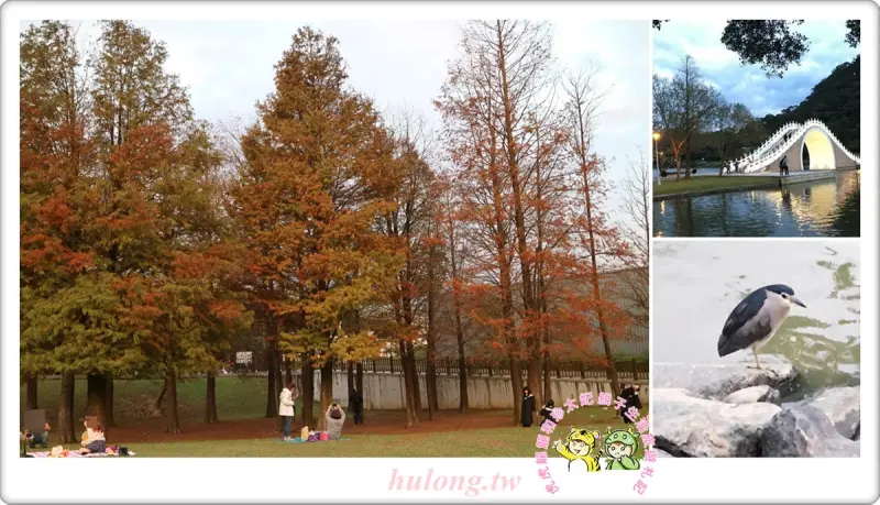 台北內湖一日遊||美麗的冬日落羽松【大湖公園】清香農場 野餐x可愛鵝兒x溜滑梯x沙坑x山水相間的浪漫紅白拱橋!內湖捷運線一日遊! - 虎虎龍龍*珍太妃