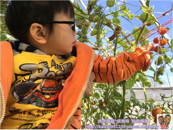 『台北景點』清香農場採果趣x嘿喲~拔蘿蔔~都市裡的一日小農夫!