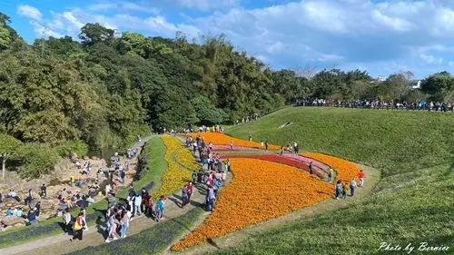 大溝溪生態治水園區~冬日限定超吸睛橘色花海