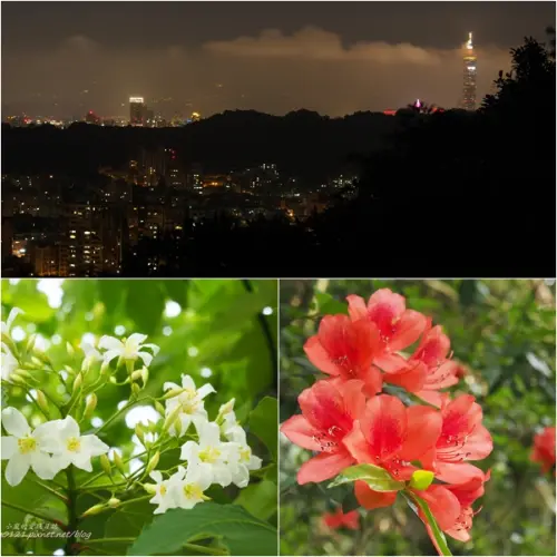 【台北】登仙跡賞桐花觀夜景　仙跡岩風景區