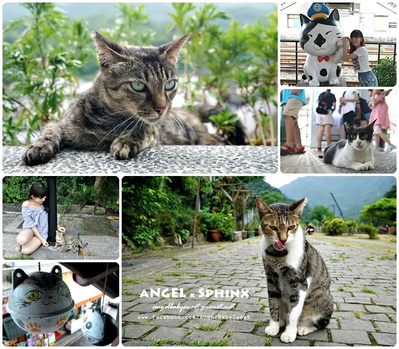 「新北」貓奴你能夠沒來過這裡嘛?! ❤ 貓咪王國 猴硐貓村