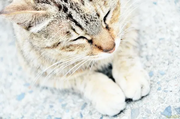 已經沒落的煤礦產業，侯硐成了一個貓咪們聚集的一個村落 -- 侯硐車站