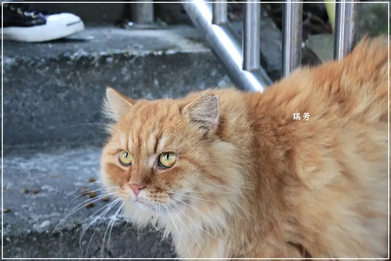 ＊好多喵喵－瑞芳猴硐
