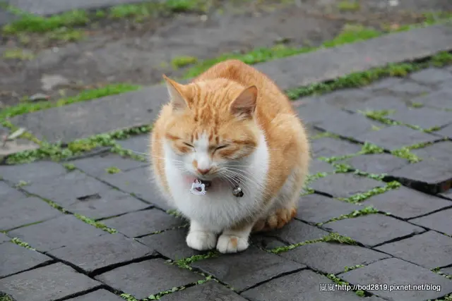 【新北瑞芳】猴硐貓村－平溪支線一日遊推薦景點，貓咪的天堂！