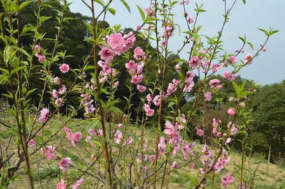 杏花林休閒農場~~在台北遇見世外桃源，粉嫩浪漫不輸櫻花
