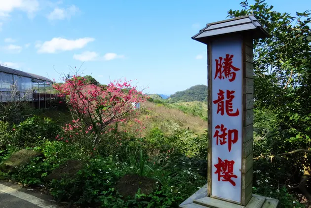 春節連假走春賞櫻趣：杏花林+騰龍御櫻