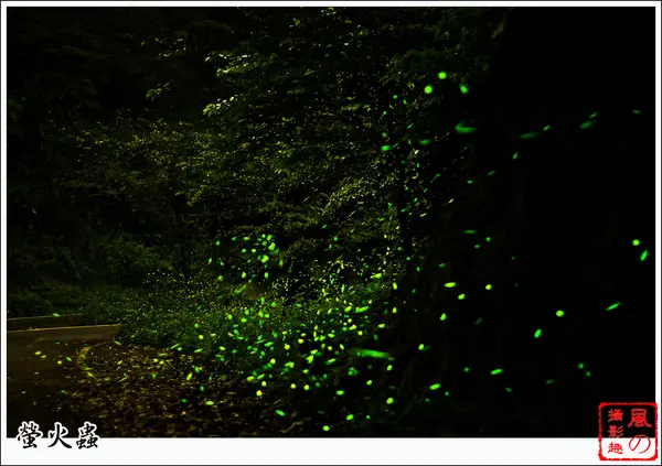 [活動]【新北市平溪區】賞。螢火蟲秘境