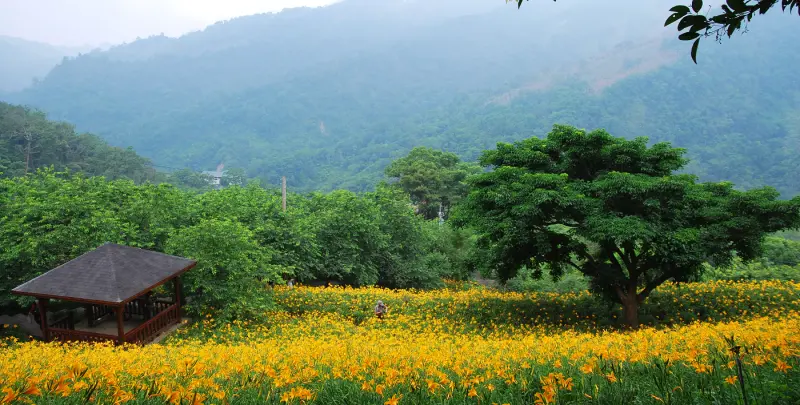 金色晨曦 * 台中新社 . 沐心泉休閒農場 ( 金針花季 )