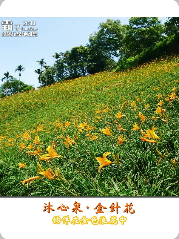 倘佯在金色浪花中，沐心泉休閒農場˙金針花。