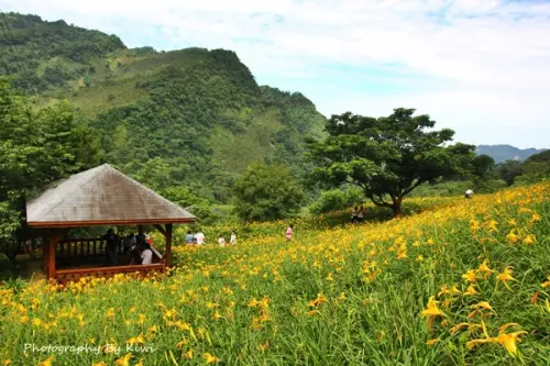 【台中新社】百萬綻放金針花海搖曳生姿之沐心泉休閒農場