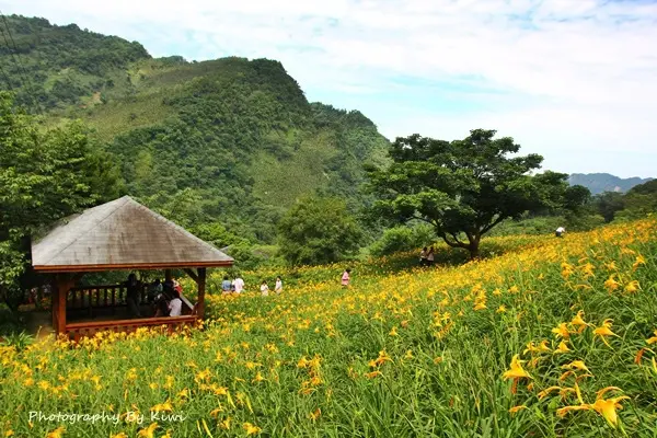 【台中新社】百萬綻放金針花海搖曳生姿之沐心泉休閒農場