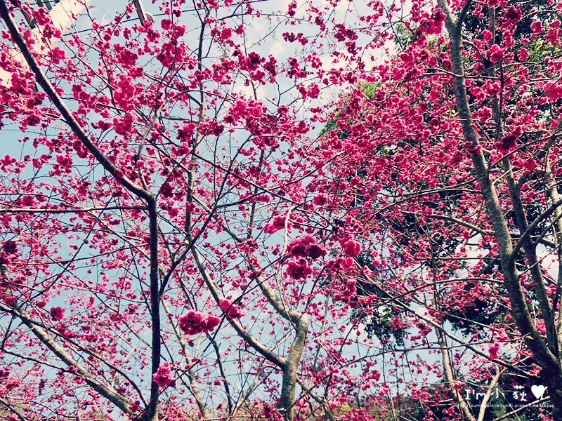 沐心泉休閒農場。即日起到3/23粉紅富士櫻花廊!美麗盛開的櫻花踏青旅遊!台中賞櫻景點推薦!可攜帶寵物!228花況!