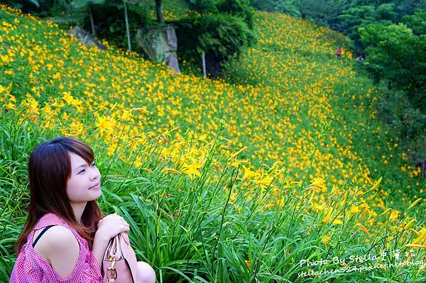 【台中-新社】漫步在燦爛奪目的金色花毯裡@沐心泉休閒農場