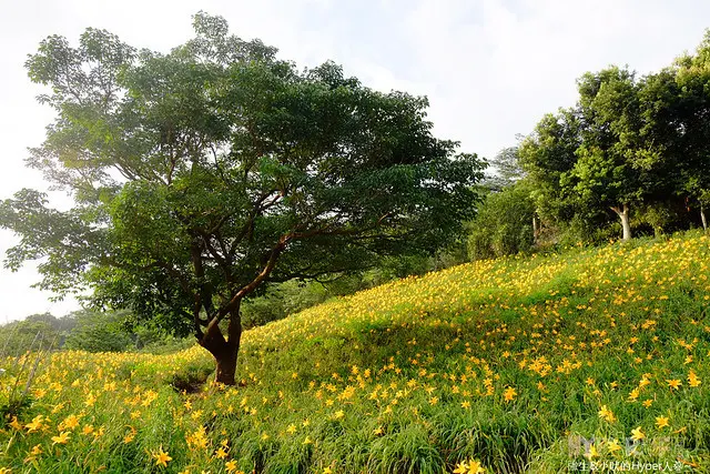 2015中部5-7月看金針花不用跑台東花蓮，花況全開好靚啊@台中新社沐心泉 @強生與小吠的Hyper人蔘~