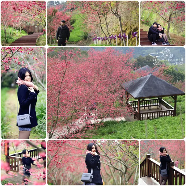 【遊】超殺記憶卡！櫻花盛開中！粉紅浪漫來襲．沐心泉