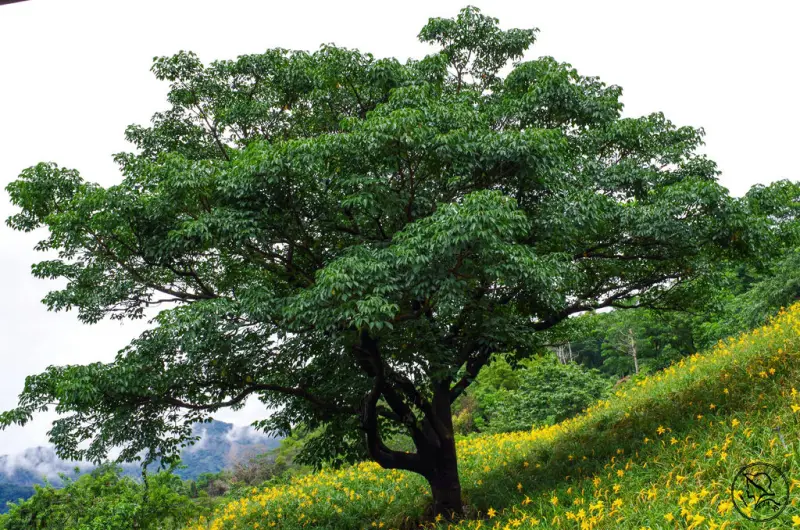 「台中新社·旅圖漫漫」沐心泉農場，金針花海，地上竄起的太陽公公。