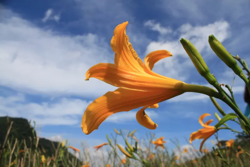 沐心泉的金針花山