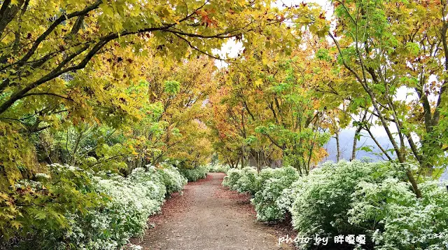 【台中 新社】沐心泉休閒農場●※●一年四季都有不同風貌，現在黃楓mix白雪木，正對時，美哉。