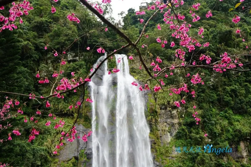 烏來賞櫻-屈尺櫻花街與花園新城櫻花開好了~ - 遇見天使~Angela