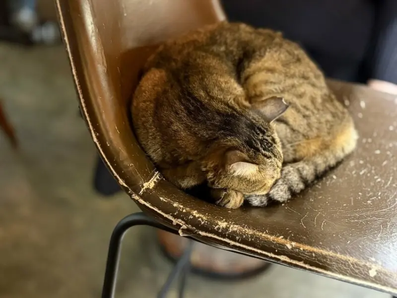 ハーフ珈琲 (hafu coffee) (5).jpg