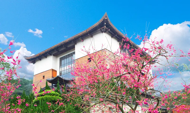 2016猴年走春 喜氣揚 緣道觀音廟 祈福賞櫻好去處