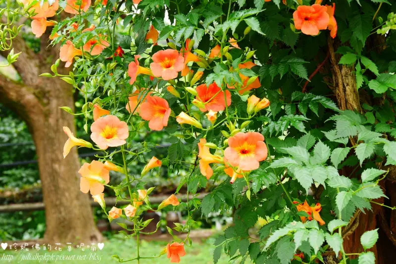 【新北-三芝區】「牧蜂農莊」凌霄花開，看完金針花海再來碗透心涼的蜂蜜海燕窩