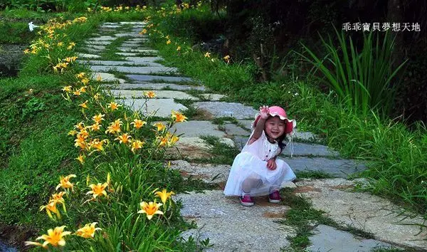 【三芝 / 賞花】牧蜂農場 - 金針花 & 凌霄花 爭妍鬥豔